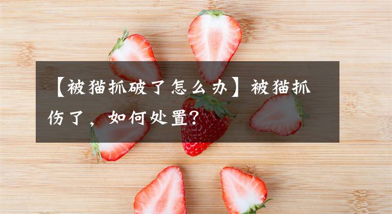 【被貓抓破了怎么辦】被貓抓傷了，如何處置？