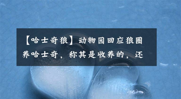 【哈士奇狼】動(dòng)物園回應(yīng)狼圈養(yǎng)哈士奇，稱其是收養(yǎng)的，還和狼生了個(gè)串，網(wǎng)友評(píng)論亮了