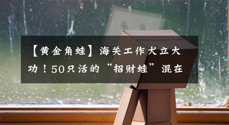 【黃金角蛙】海關工作犬立大功！50只活的“招財蛙”混在玩具里被聞了出來