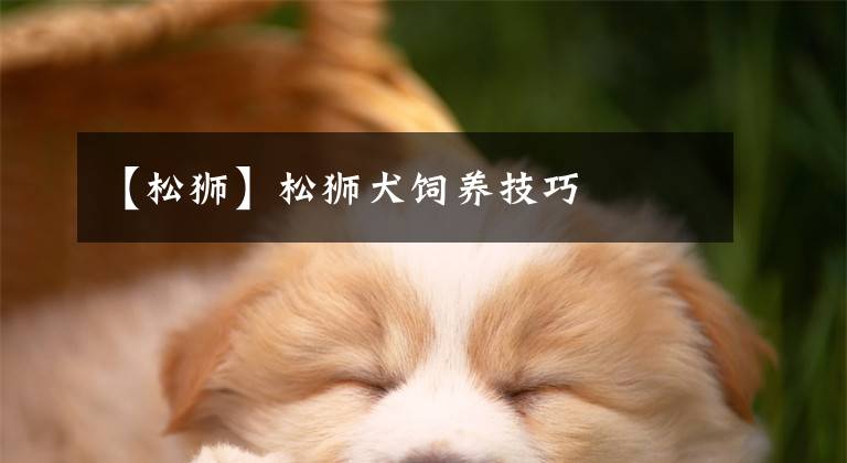 【松獅】松獅犬飼養(yǎng)技巧