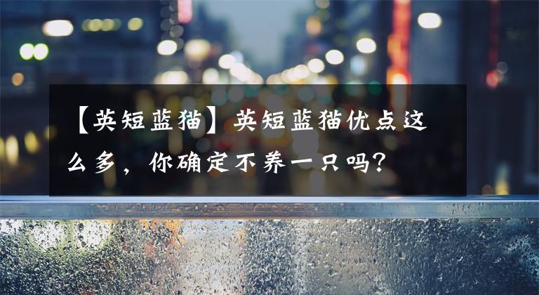 【英短藍貓】英短藍貓優(yōu)點這么多，你確定不養(yǎng)一只嗎？