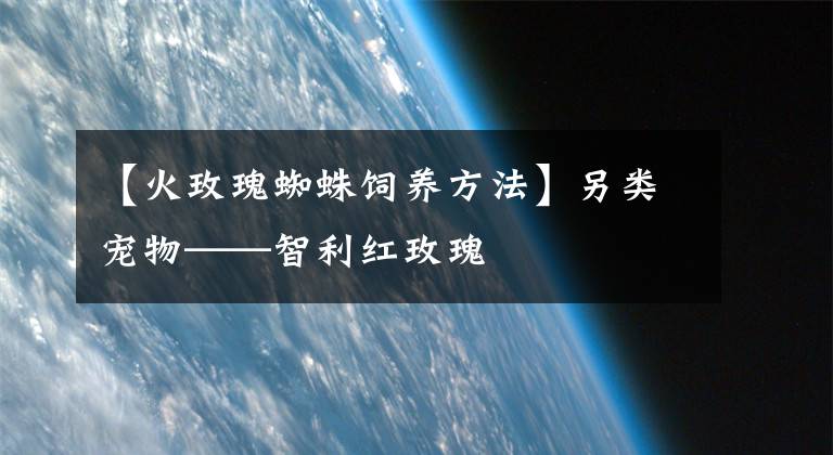 【火玫瑰蜘蛛飼養(yǎng)方法】另類寵物——智利紅玫瑰