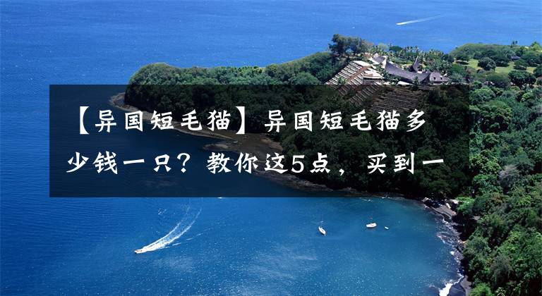 【異國短毛貓】異國短毛貓多少錢一只？教你這5點，買到一只純種的貓咪