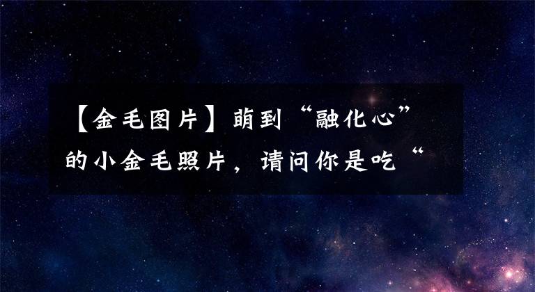 【金毛圖片】萌到“融化心”的小金毛照片，請(qǐng)問你是吃“可愛多”長(zhǎng)大的嗎？