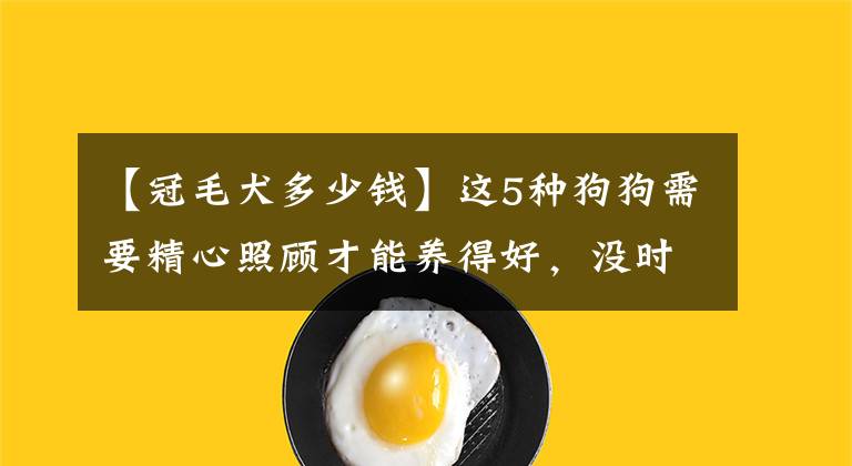 【冠毛犬多少錢】這5種狗狗需要精心照顧才能養(yǎng)得好，沒(méi)時(shí)間和耐心，勸你別養(yǎng)