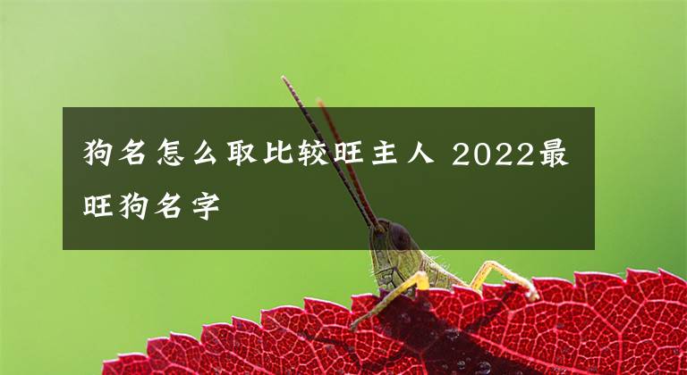 狗名怎么取比較旺主人 2022最旺狗名字