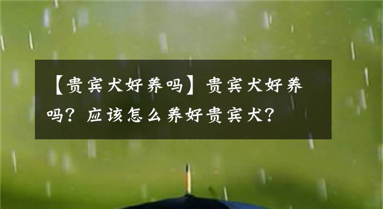 【貴賓犬好養(yǎng)嗎】貴賓犬好養(yǎng)嗎？應(yīng)該怎么養(yǎng)好貴賓犬？