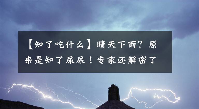 【知了吃什么】晴天下雨？原來是知了尿尿！專家還解密了這些