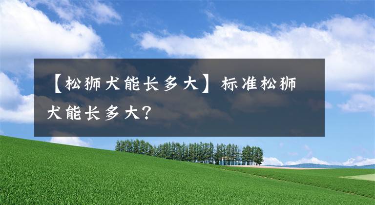 【松獅犬能長(zhǎng)多大】標(biāo)準(zhǔn)松獅犬能長(zhǎng)多大？