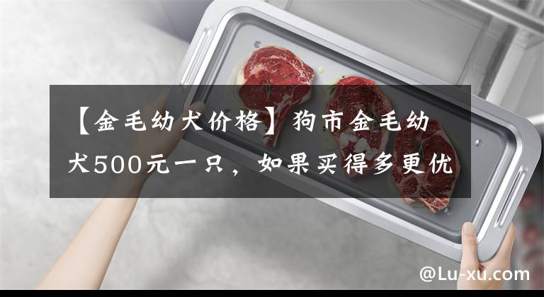 【金毛幼犬價格】狗市金毛幼犬500元一只，如果買得多更優(yōu)惠，按照批發(fā)價賣！