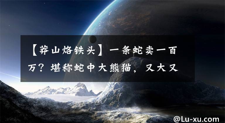 【莽山烙鐵頭】一條蛇賣一百萬？堪稱蛇中大熊貓，又大又毒且中國獨有