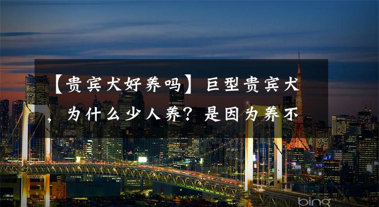 【貴賓犬好養(yǎng)嗎】巨型貴賓犬，為什么少人養(yǎng)？是因為養(yǎng)不起嗎？