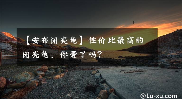 【安布閉殼龜】性價比最高的閉殼龜，你愛了嗎？