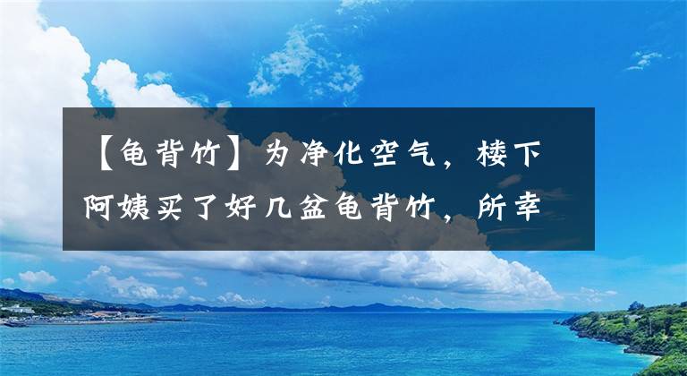 【龜背竹】為凈化空氣，樓下阿姨買了好幾盆龜背竹，所幸“不曾被辜負(fù)”