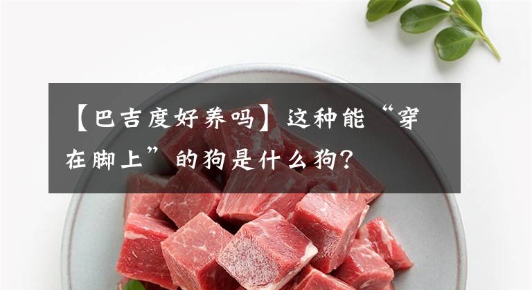 【巴吉度好養(yǎng)嗎】這種能“穿在腳上”的狗是什么狗？