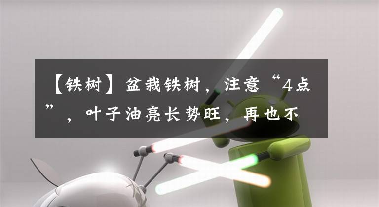 【鐵樹】盆栽鐵樹，注意“4點”，葉子油亮長勢旺，再也不黃葉