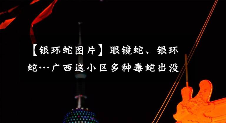 【銀環(huán)蛇圖片】眼鏡蛇、銀環(huán)蛇…廣西這小區(qū)多種毒蛇出沒！物管：小蛇抓都抓不完