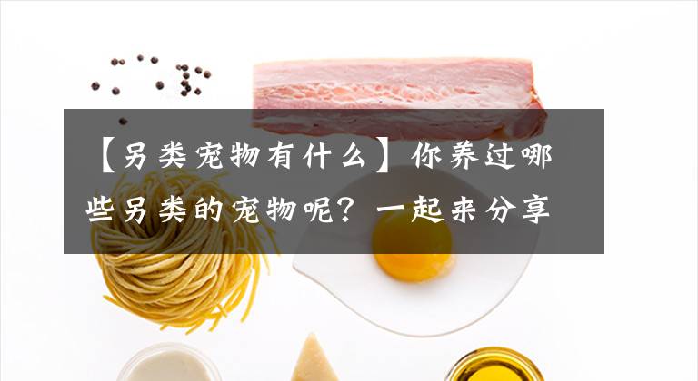 【另類寵物有什么】你養(yǎng)過哪些另類的寵物呢？一起來分享分享吧