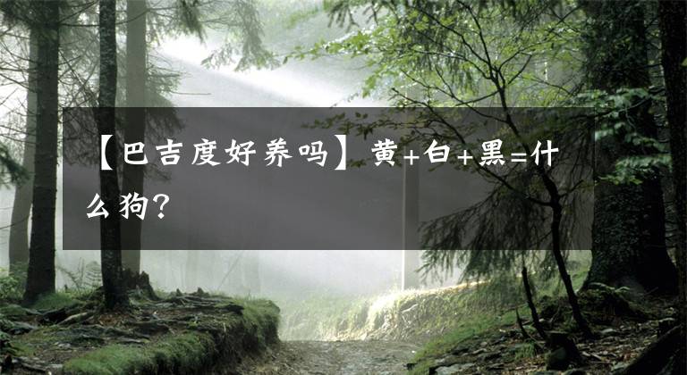 【巴吉度好養(yǎng)嗎】黃+白+黑=什么狗？