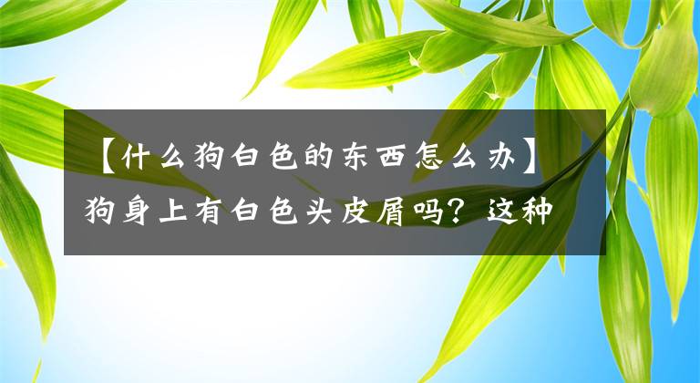 【什么狗白色的東西怎么辦】狗身上有白色頭皮屑嗎？這種情況該怎么辦？