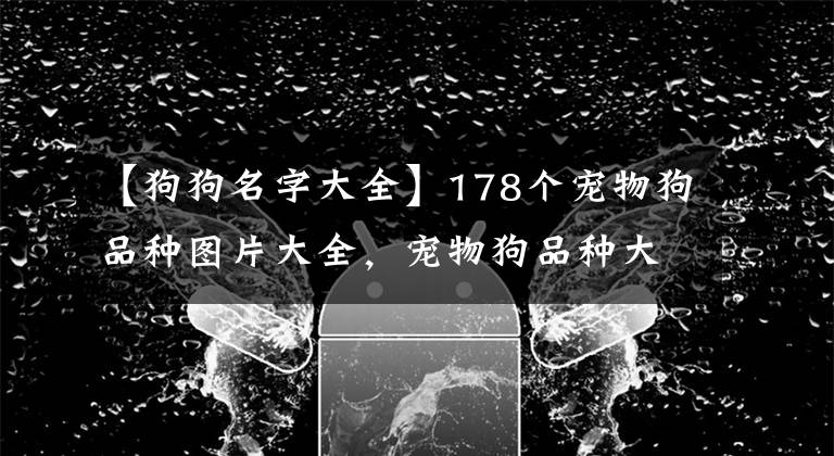 【狗狗名字大全】178個寵物狗品種圖片大全，寵物狗品種大全