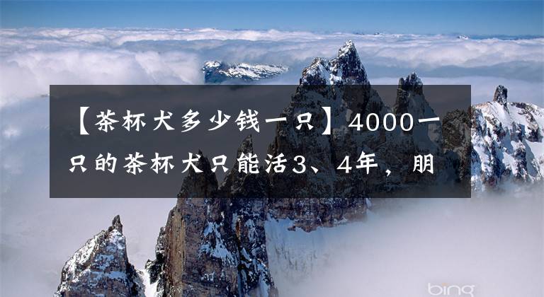 【茶杯犬多少錢一只】4000一只的茶杯犬只能活3、4年，朋友還爭著要 太奢侈了