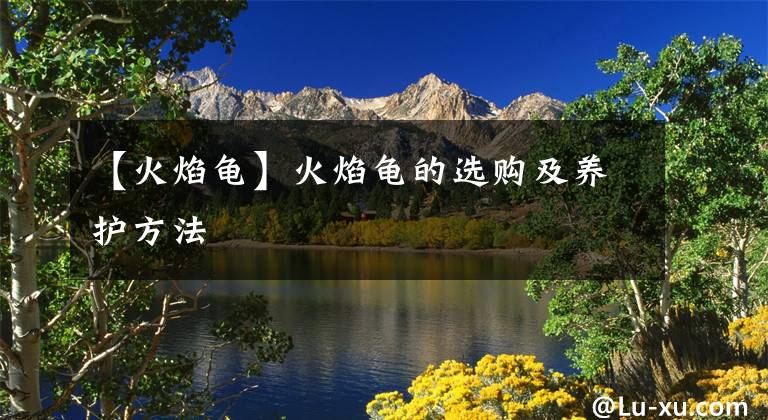 【火焰龜】火焰龜?shù)倪x購及養(yǎng)護(hù)方法