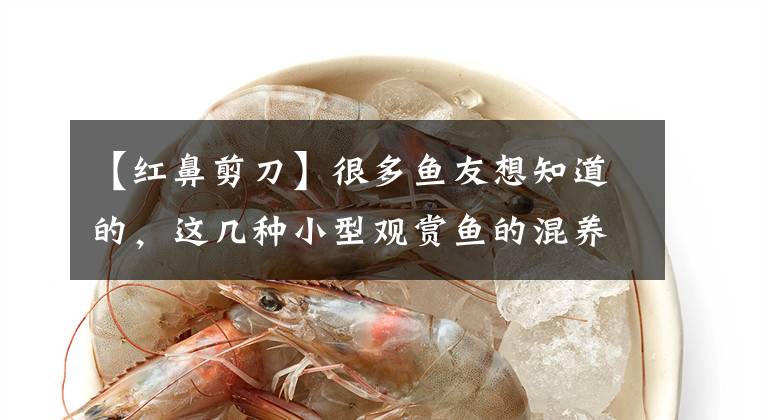 【紅鼻剪刀】很多魚友想知道的，這幾種小型觀賞魚的混養(yǎng)問題，實(shí)踐驗(yàn)證結(jié)果