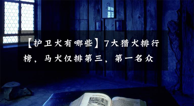 【護衛(wèi)犬有哪些】7大獵犬排行榜，馬犬僅排第三，第一名眾望所歸