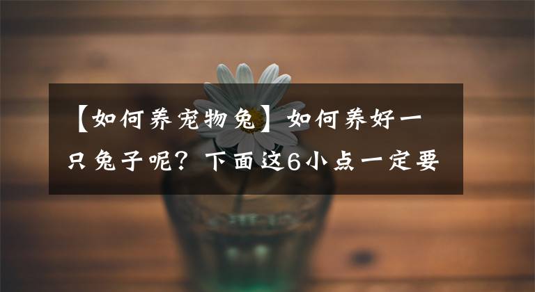 【如何養(yǎng)寵物兔】如何養(yǎng)好一只兔子呢？下面這6小點一定要記牢了呀