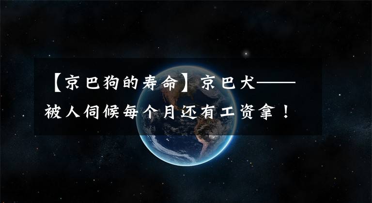 【京巴狗的壽命】京巴犬——被人伺候每個(gè)月還有工資拿！在古代只有貴族才能養(yǎng)的狗