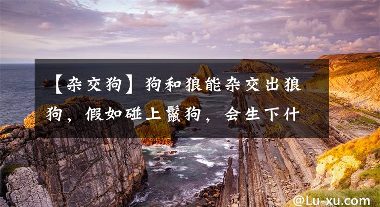 【雜交狗】狗和狼能雜交出狼狗，假如碰上鬣狗，會(huì)生下什么樣的后代？