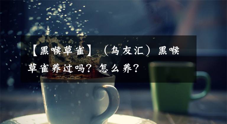 【黑喉草雀】（鳥友匯）黑喉草雀養(yǎng)過嗎？怎么養(yǎng)？