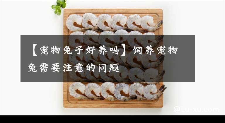 【寵物兔子好養(yǎng)嗎】飼養(yǎng)寵物兔需要注意的問(wèn)題