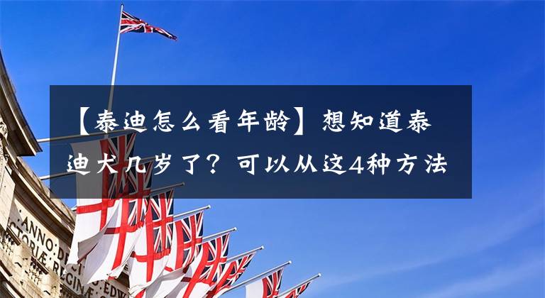 【泰迪怎么看年齡】想知道泰迪犬幾歲了？可以從這4種方法去判斷，收藏了