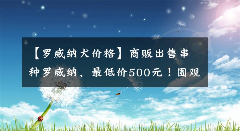 【羅威納犬價格】商販出售串種羅威納，最低價500元！圍觀的人多卻沒人買