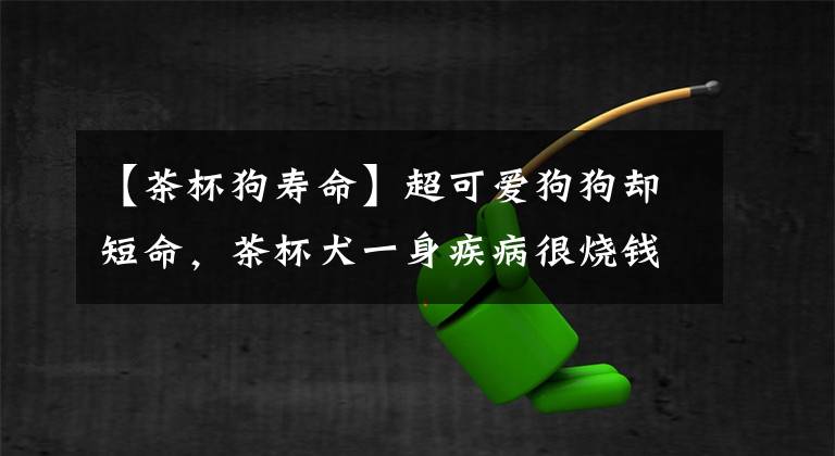 【茶杯狗壽命】超可愛狗狗卻短命，茶杯犬一身疾病很燒錢，太小還容易被踩死