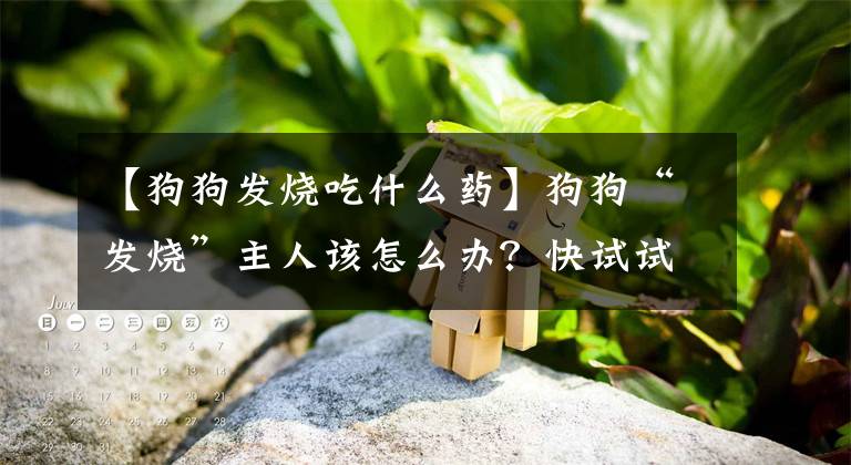 【狗狗發(fā)燒吃什么藥】狗狗“發(fā)燒”主人該怎么辦？快試試這5個方法，輕松應對