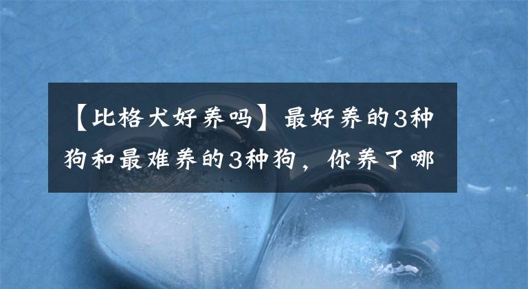 【比格犬好養(yǎng)嗎】最好養(yǎng)的3種狗和最難養(yǎng)的3種狗，你養(yǎng)了哪種呢？