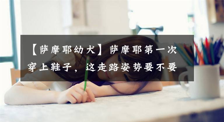 【薩摩耶幼犬】薩摩耶第一次穿上鞋子，這走路姿勢要不要這么可愛！