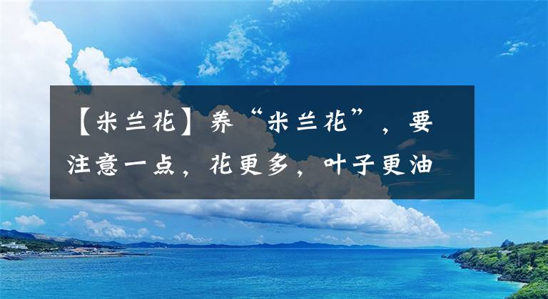 【米蘭花】養(yǎng)“米蘭花”，要注意一點(diǎn)，花更多，葉子更油綠，四季都茂盛