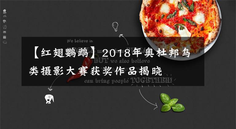 【紅翅鸚鵡】2018年奧杜邦鳥類攝影大賽獲獎作品揭曉