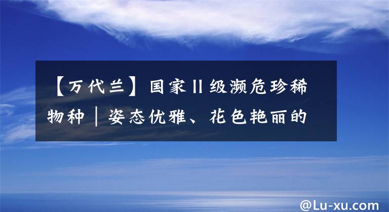 【萬(wàn)代蘭】國(guó)家Ⅱ級(jí)瀕危珍稀物種｜姿態(tài)優(yōu)雅、花色艷麗的鳳蝶蘭