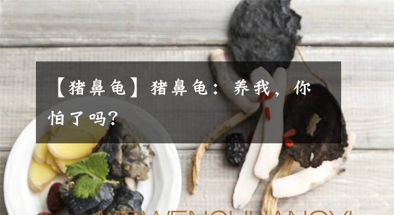 【豬鼻龜】豬鼻龜：養(yǎng)我，你怕了嗎？