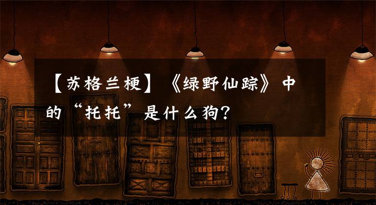 【蘇格蘭梗】《綠野仙蹤》中的“托托”是什么狗？