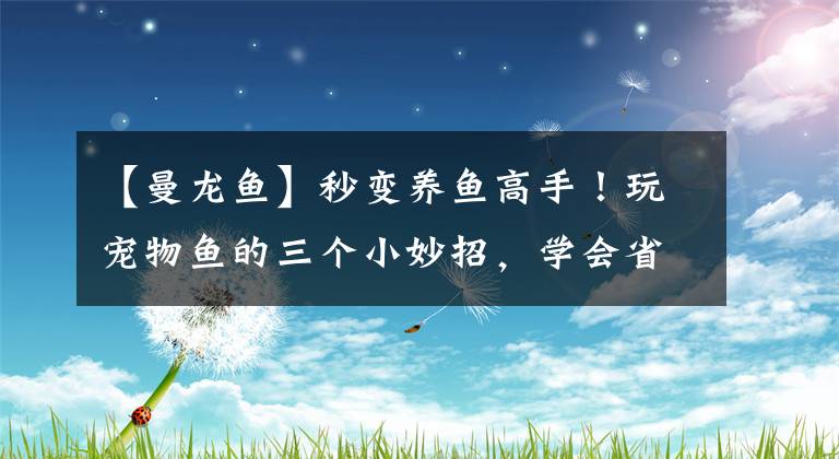 【曼龍魚】秒變養(yǎng)魚高手！玩寵物魚的三個小妙招，學(xué)會省錢又省心