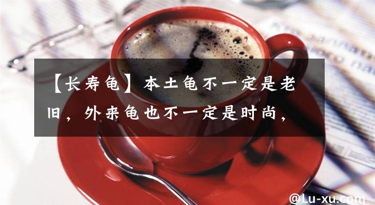 【長(zhǎng)壽龜】本土龜不一定是老舊，外來(lái)龜也不一定是時(shí)尚，養(yǎng)龜前不妨了解一下