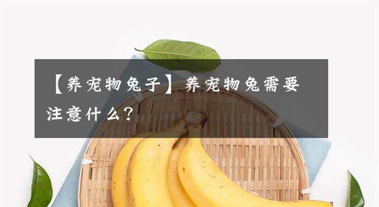 【養(yǎng)寵物兔子】養(yǎng)寵物兔需要注意什么？