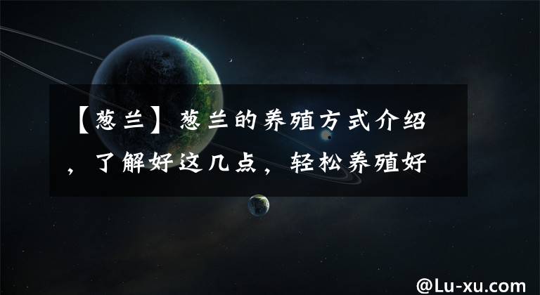 【蔥蘭】蔥蘭的養(yǎng)殖方式介紹，了解好這幾點，輕松養(yǎng)殖好蔥蘭！