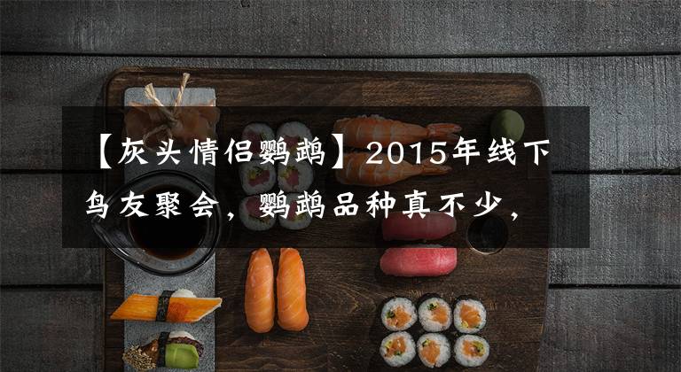 【灰頭情侶鸚鵡】2015年線下鳥友聚會，鸚鵡品種真不少，金剛、葵花、灰機